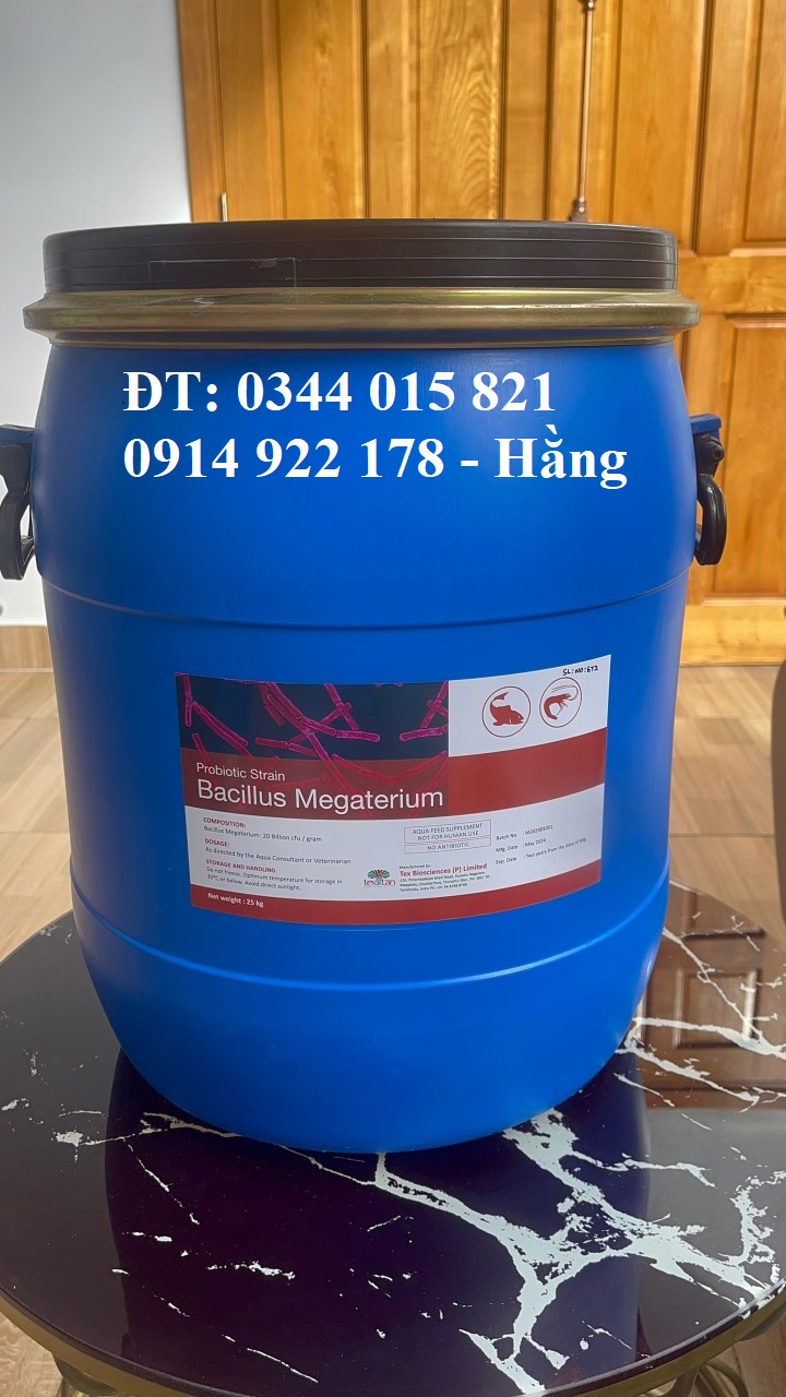 Men vi sinh Bacillus Megaterium, giúp vật nuôi tăng trưởng nhanh